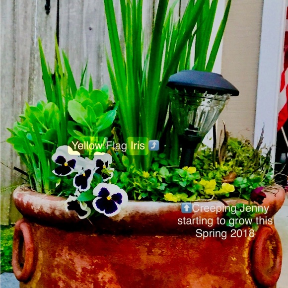 4 Yellow Flag Iris rhizomes (2026) trimmed for bog, ponds, and garden - Picture 4 of 5